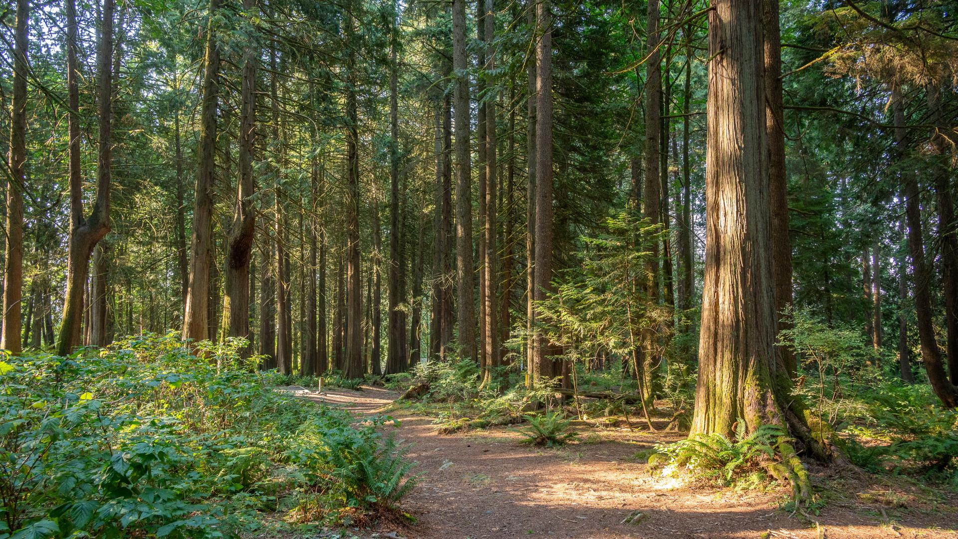 wide dirt trail through a forest on a sunny day