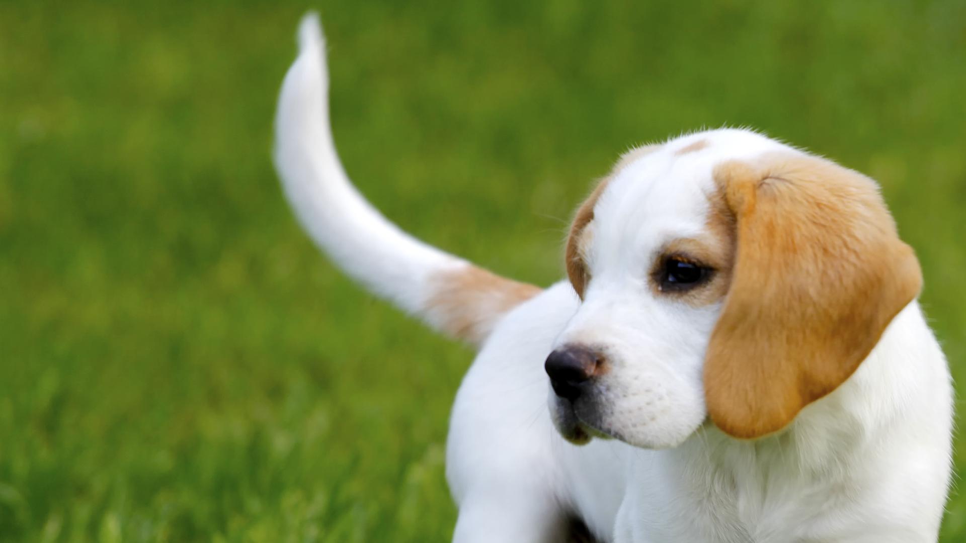 A white and beige puppy with floppy ears looks off to the side, traversing a field of grass.