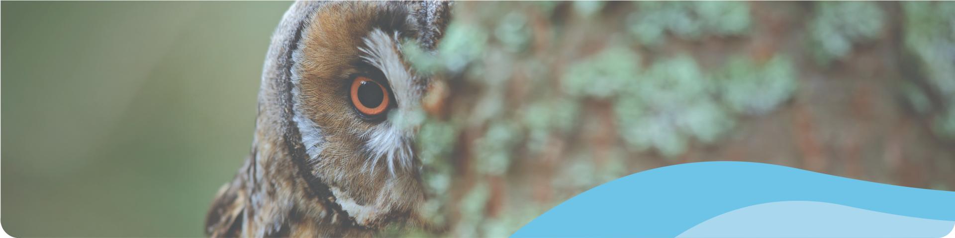 owl peaking from the tree