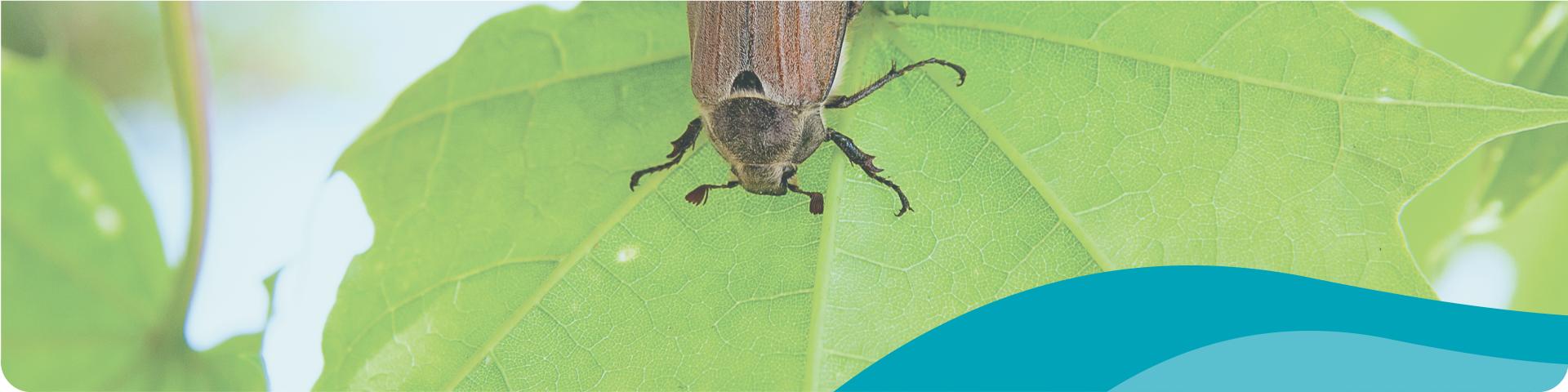 European Chafer Beetle