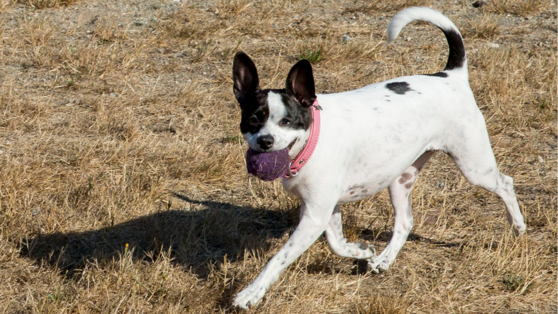 Small white and black dog with a ball in its mouth. The dog is in a yellowed grass field.