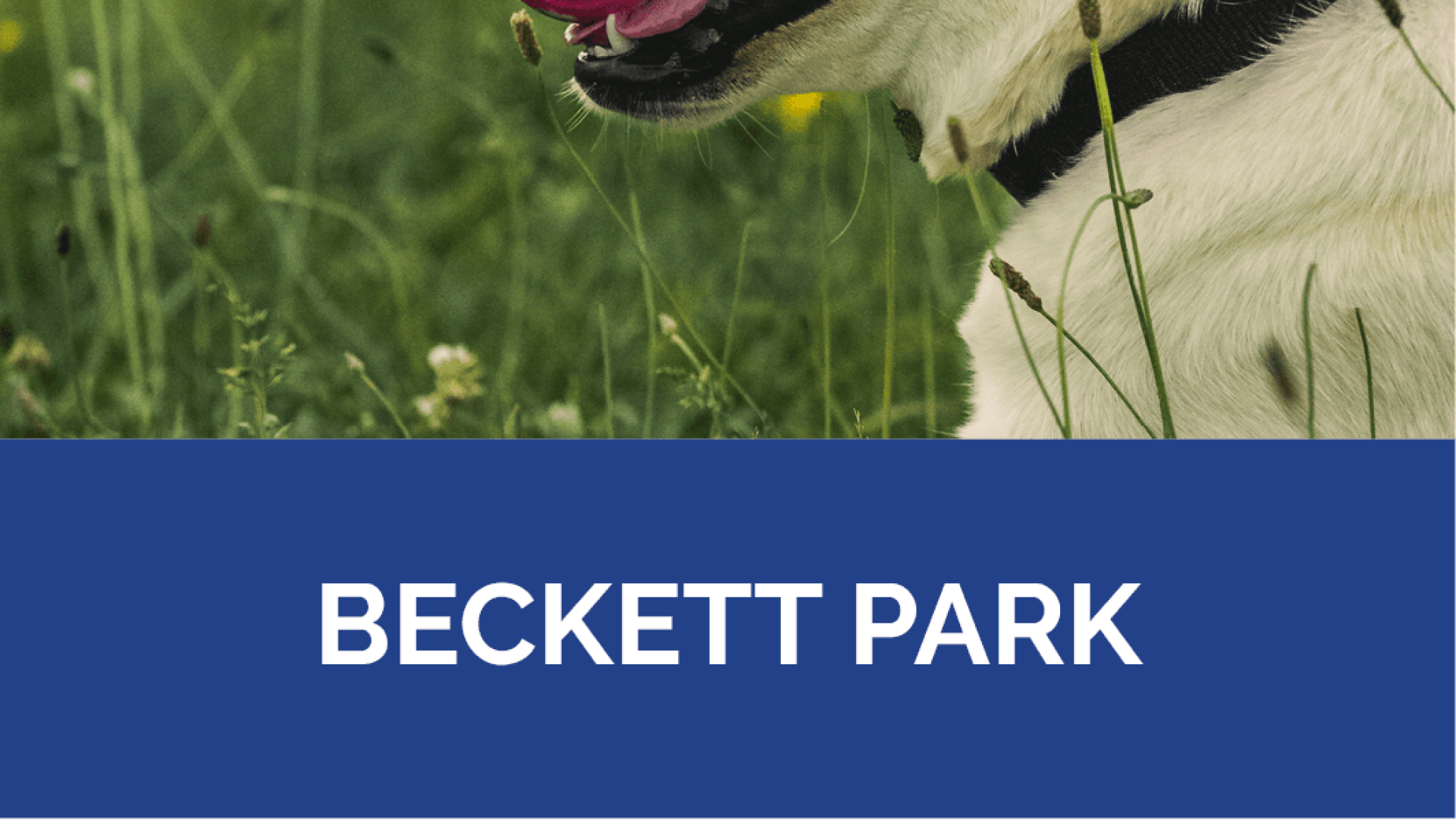 Yellow Labrador dog with a pink ball in its mouth.The dog is in the middle of a green field.