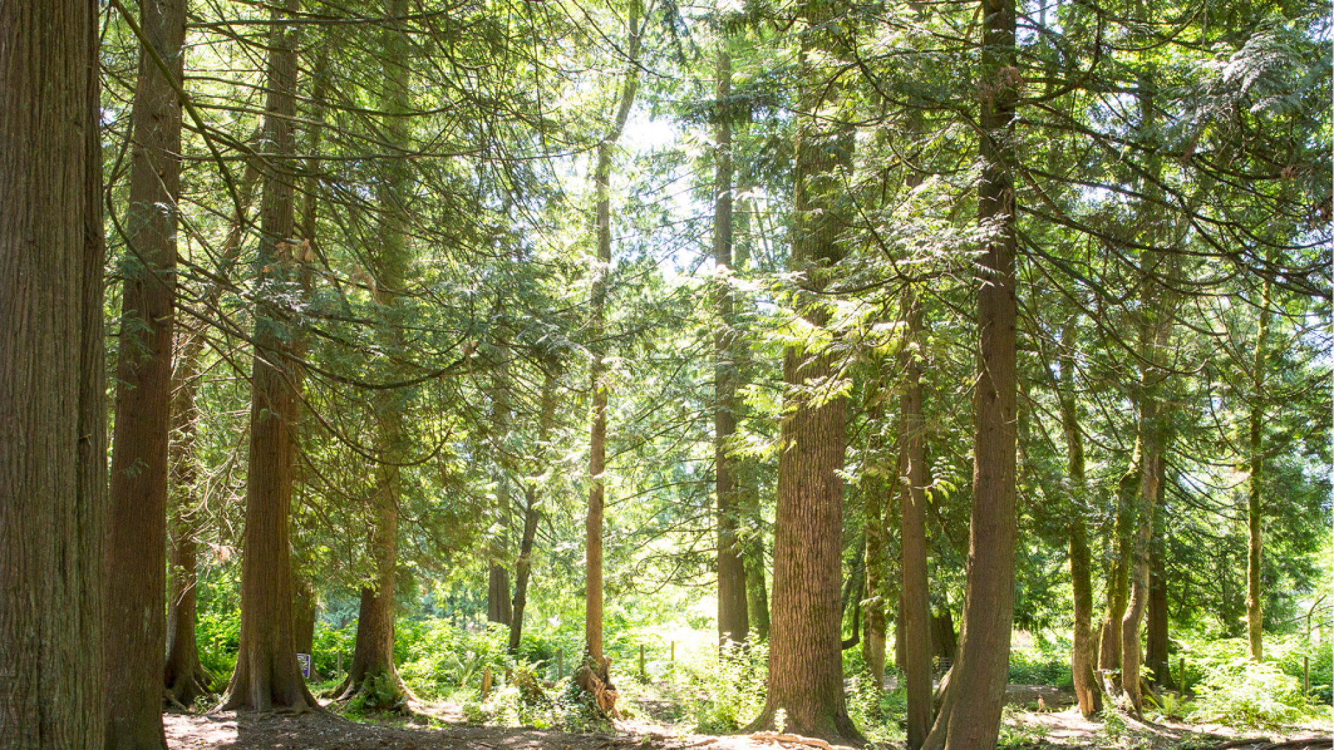Park trail that goes through a heavily wooded area. There are trees with lush green foliage flanking the path.